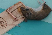 Школы и детсады закрыты из-за мышей в Атырауской области