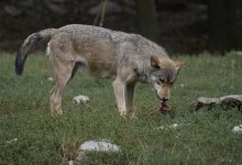 Волки оставили фермеров без скота и с долгами в Туркестанской области