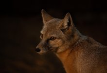 Астанчане встретили лису у Акорды (ВИДЕО)