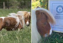 Самый маленький в мире конь живет в Германии