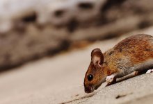 В Атырау мобилизуют силы для борьбы с мышами