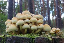 Японец поверил ИИ и попал в больницу