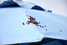 Сырые пирожки и насекомые в еде: школьные столовые проверят в Петропавловске