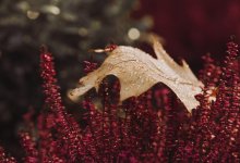 От туманов до мокрого снега: какая погода ждет Шымкент с 1 по 5 декабря