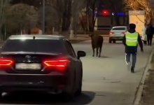 Коровий побег в Астане попал на видео