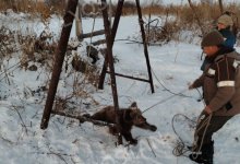 "Дали ему суп": медвежонка поймали жители ВКО