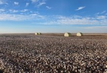 От хлопка до готовой одежды: масштабный кластер создадут в Туркестанской области