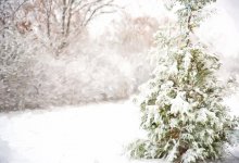 Метель и осадки ожидаются в ближайшие дни в Казахстане