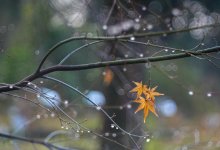 Туман и дождь накроют Шымкент