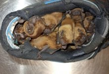 Мужчина обнаружил в своем ботинке колонию из 20 летучих мышей