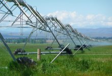 Лимиты посева влагоемких культур пересмотрели в Туркестанской области