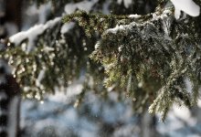 Теплый, но ветреный день обещают в Шымкенте