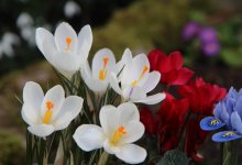 Алатауский крокус неожиданно зацвел зимой в горах Алматы