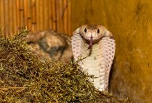 Проиграл спор кобре: мужчина умер из-за 56 тыс. тенге