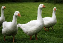 Пожилую женщину госпитализировали после нападения гусей