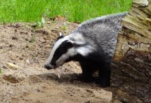 Барсук впервые попал в фотоловушку в нацпарке "Алтын-Эмель" (ВИДЕО)