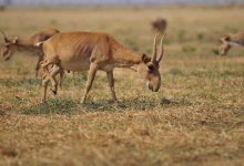 Рога сайгака снова может экспортировать Казахстан