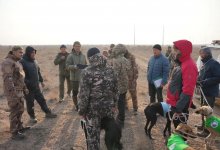 Охота на зайца: эксперты оценили скорость и интеллект казахской тазы