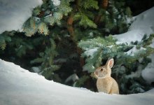 Как казахстанцы будут отдыхать на День Независимости в 2025 году