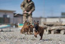 Как в Нацгвардии готовят служебных собак