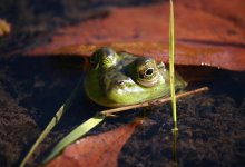 Червей нашли в легких любительницы полакомиться сырыми лягушками