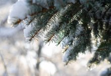 Дождь со снегом и туман ожидаются в Шымкенте