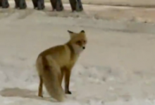 Астанчанин вновь встретил лису в центре города