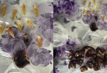 Масло гашиша в финиках пытались пронести в колонию в Павлодарской области