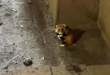 "Кто потерял?": карбыш гуляющий по левому берегу удивил Казнет