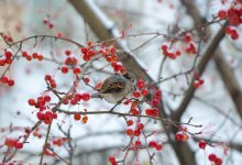 Какие сюрпризы приготовила погода для жителей Шымкента