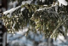 Дождь со снегом накроют Шымкент