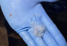 Из-за маленького комка шерсти утилизировали несколько фур экспортного мяса