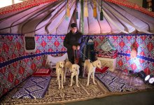 38 собак казахский тазы проверены на соответствие стандарту породы в Алматы