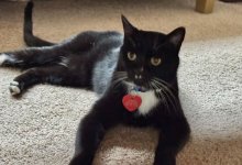 Потерявшийся в горах Канады кот спустя 5 месяцев вернется домой в США