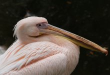 Один из немецких зоопарков уничтожил всех своих пеликанов