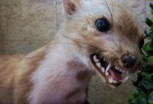 Бешенство неизлечимо: врач объяснил, в чем главная опасность