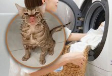 Кошка выжила после того, как оказалась в работающей стиралке