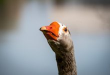 Гусиное мясо без документов пытались тайно вывезти на продажу в СКО