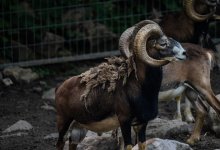 Архары попали на видео в Мангистау (ВИДЕО)