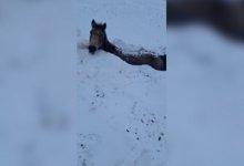 Табун лошадей погиб во время бурана в ЗКО