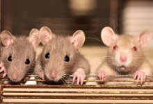 Санитарный кризис в СКО: почему села Кызылжарского района атакуют крысы и лисы