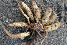 Ядовитые "пальцы мертвеца" обнаружили на пляже