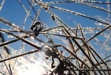 Плюс днем и минус ночью: погода в Шымкенте 25 декабря