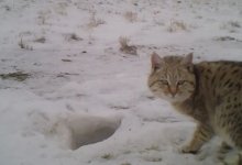 Редкого хищника зафиксировали фотоловушки в Мангистау (ВИДЕО)