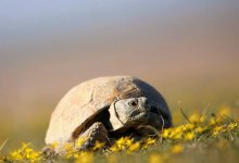 Более 11 млн штрафа грозит за использование черепахи и ее дериватов в Казахстане