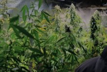 Сельчанин выращивал в бане коноплю в Алматинской области