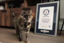 Старейшей в мире кошке исполнилось 30 лет