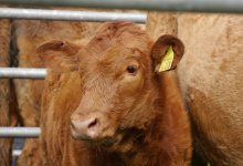 Падеж скота в Зерендинском районе: кто получит выплаты и когда