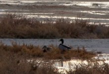 Необычная утка на набережной удивила жителей Актау