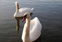 Лебеди вновь появились на набережной в Актау